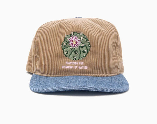 Discover Wonders Strapback