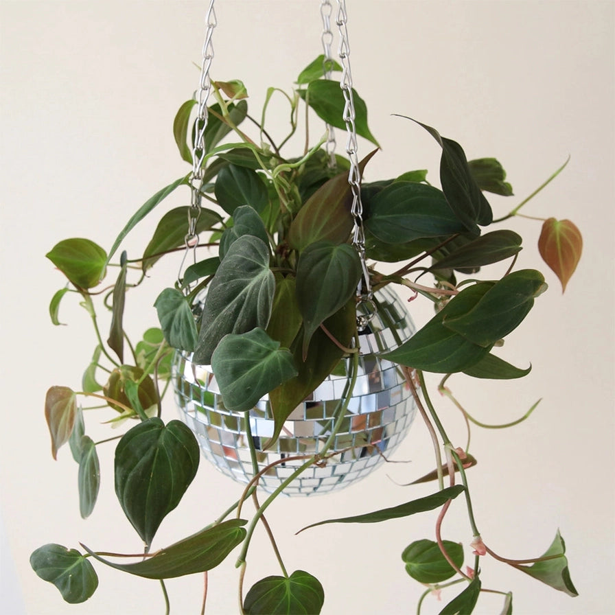 Disco Hanging Planter 6"